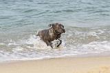 CANE CORSO 282